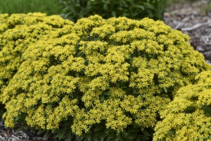 Sedum 'Bright Idea' New 2024